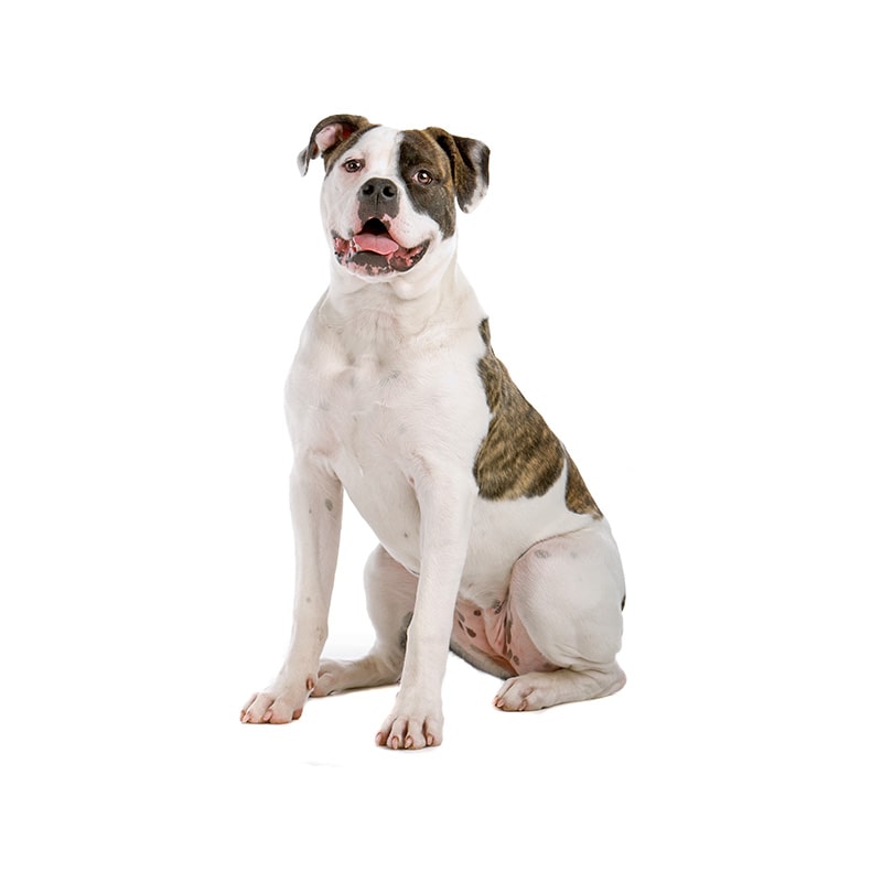 Dog Breed Information | America's Pet Registry