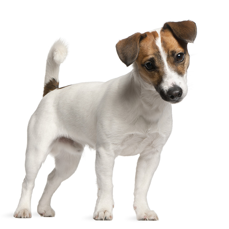 Jack Russell Terrier | America's Registry